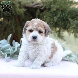 Jade, Bich-Poo Puppy